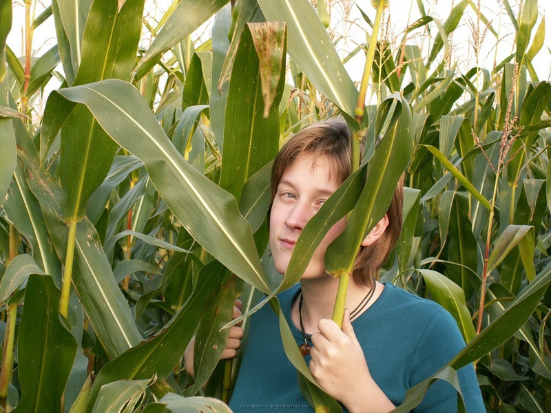Цыпочка трахает себя кочаном на кукурузном поле 2 фотография